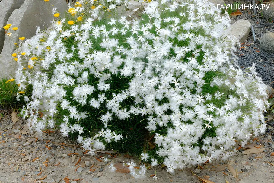 Гвоздика песчаная