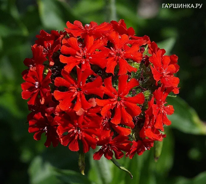 Лихнис халцедонский красный