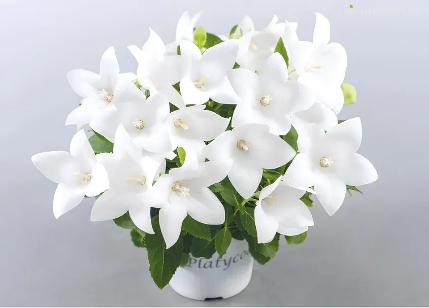 Платикодон Поп Стар Вайт крупноцветковый