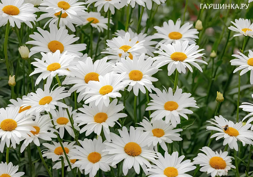 Ромашка (Нивяник) Гранд Иллюзион