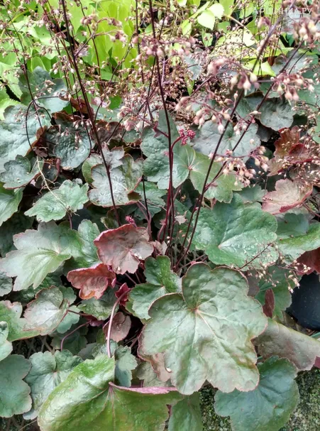 Гейхера Карнивал Блэк Олив гибридная