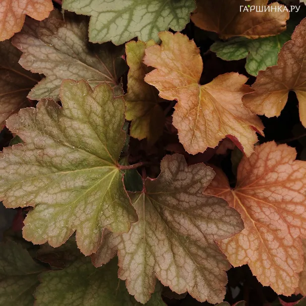 Гейхера Карнивал Ватермелон гибридная