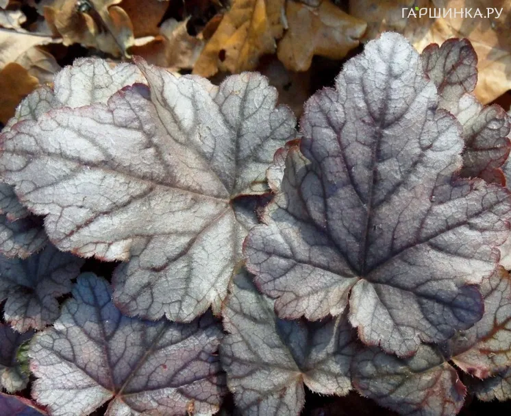 Гейхерелла Квиксильвер