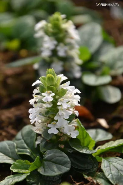 Живучка (Аюга) Альба ползучая