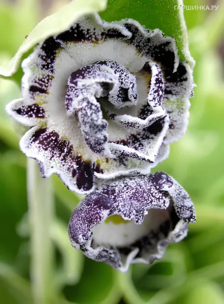 Примула Мерлин Страйп ушковая