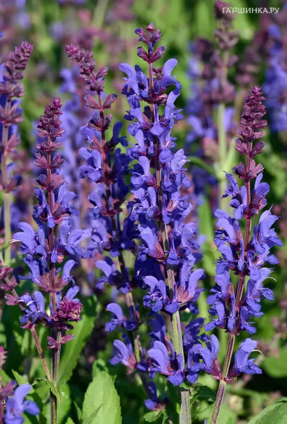 Шалфей (Сальвия) дубравная Дарк Маттер