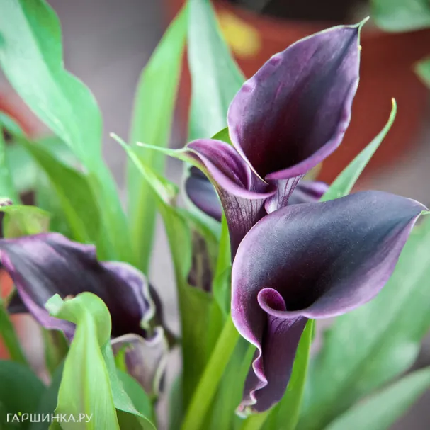 Калла Акела