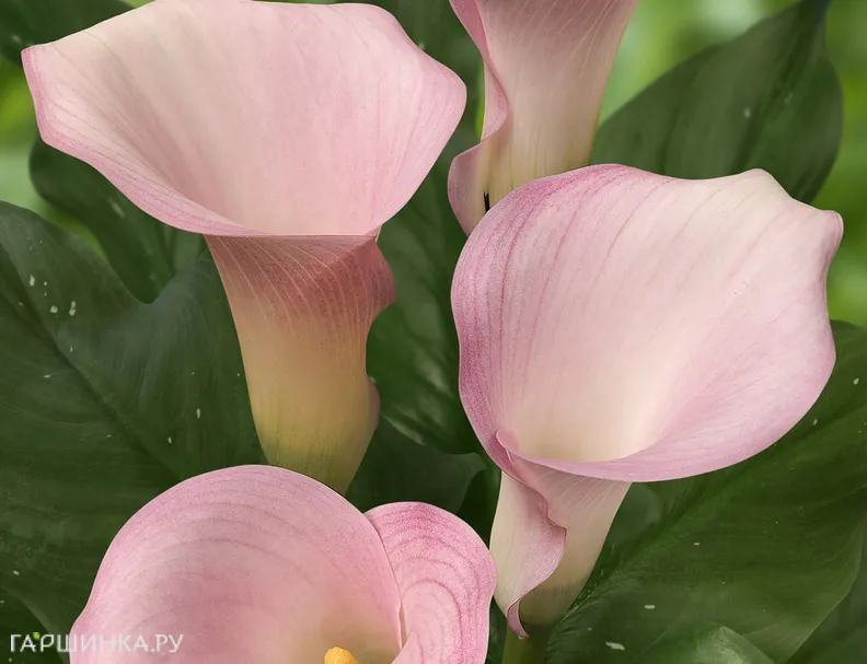 Калла Мелроуз