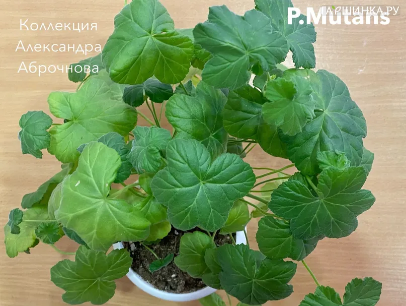 Пеларгония душистая Мутанс
