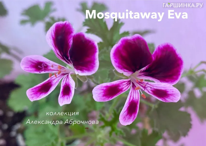 Пеларгония душистая Маскитовей Ева