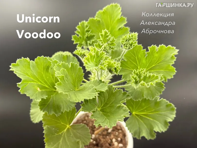 Пеларгония душистая Юникорн Вуду Юник