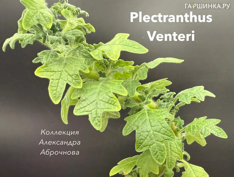 Плектрантус Вентери
