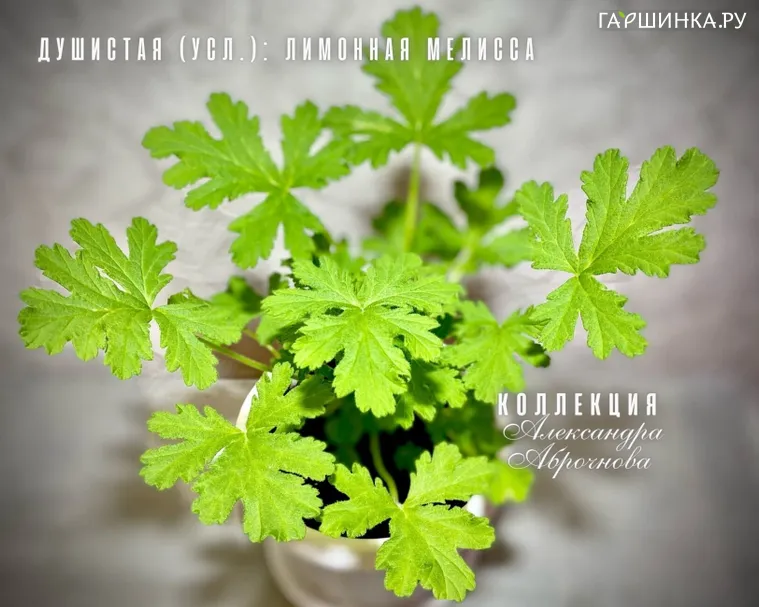 Пеларгония душистая Душистая