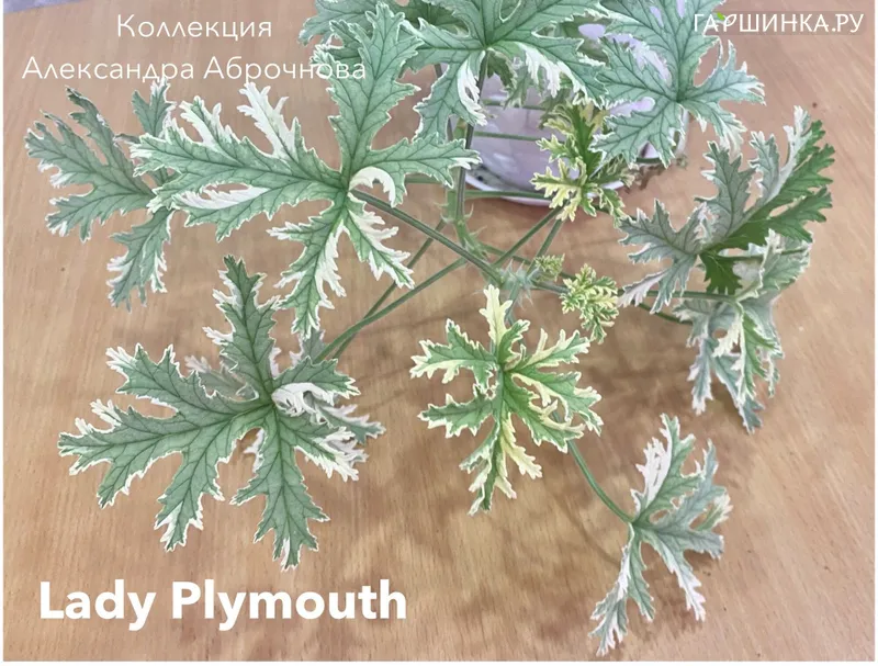 Пеларгония душистая Леди Плимут