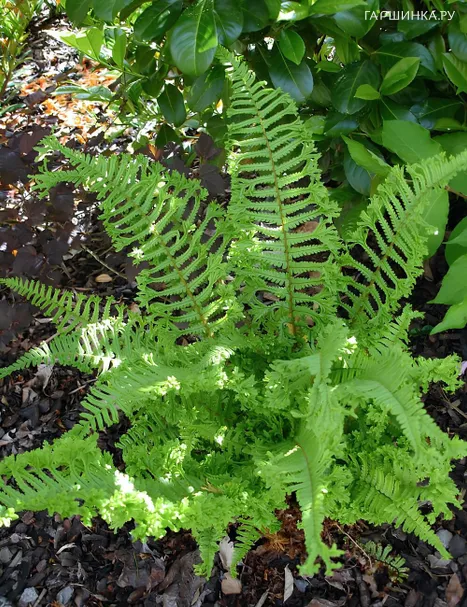 Щитовник Кристата Зе Кинг родственный