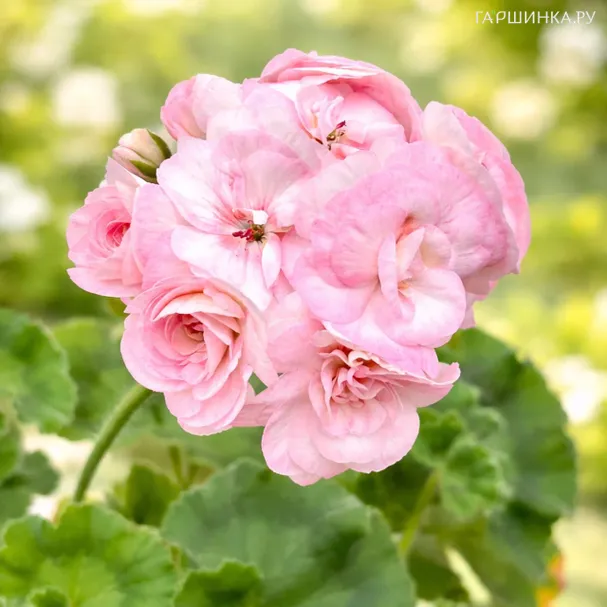 Пеларгония зональная ЮГ-Принцесса Грейс