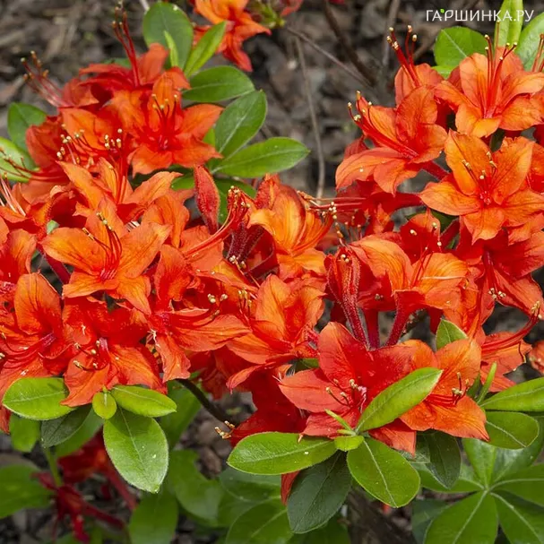 Рододендрон (Азалия) Кроссватер Ред зимостойкий