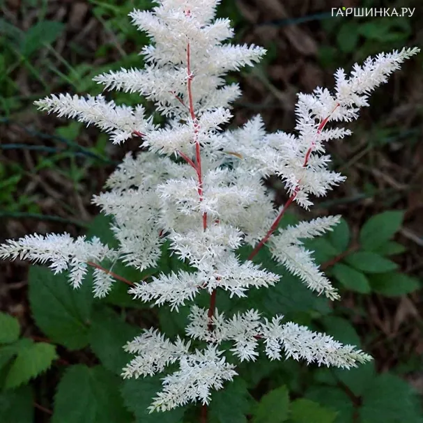 Астильба Майти Плони китайская