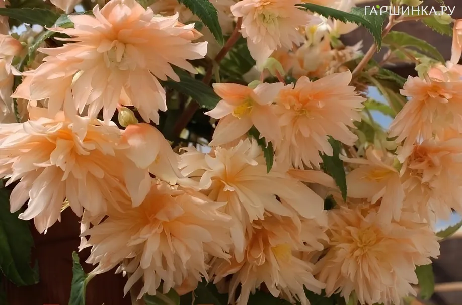 Бегония Беллекония Софт Оранж