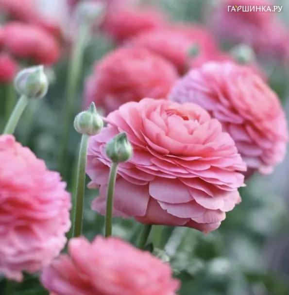 Ранункулюс Авив Пинк 5 шт