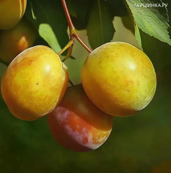 Шарафуга Белла Роял