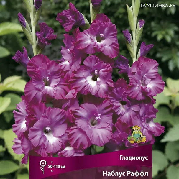 Гладиолус Наблус Раффлз