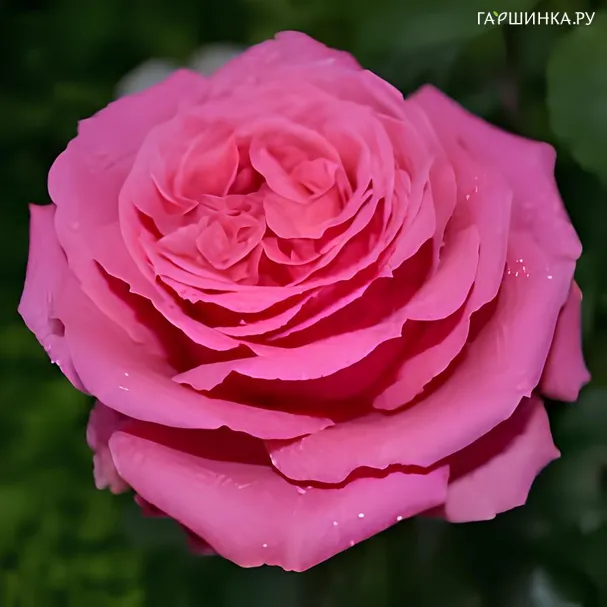 Роза Огюст Ренуар