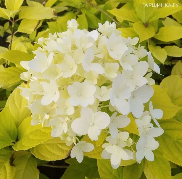 Гортензия Санлайт метельчатая