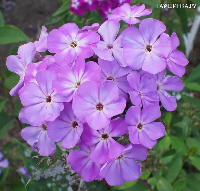 Флокс Андрэ метельчатый