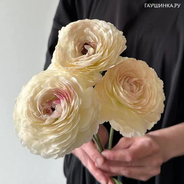 Ранункулюс Романс Мэритайм