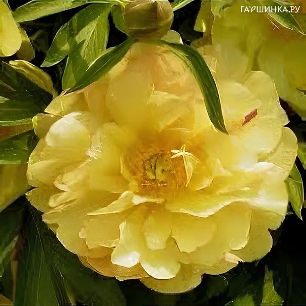 Пион Ами Джой (ИТО)