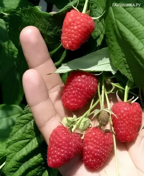 Малина Красная Гвардия ремонтантная