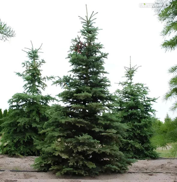 Ель колючая
