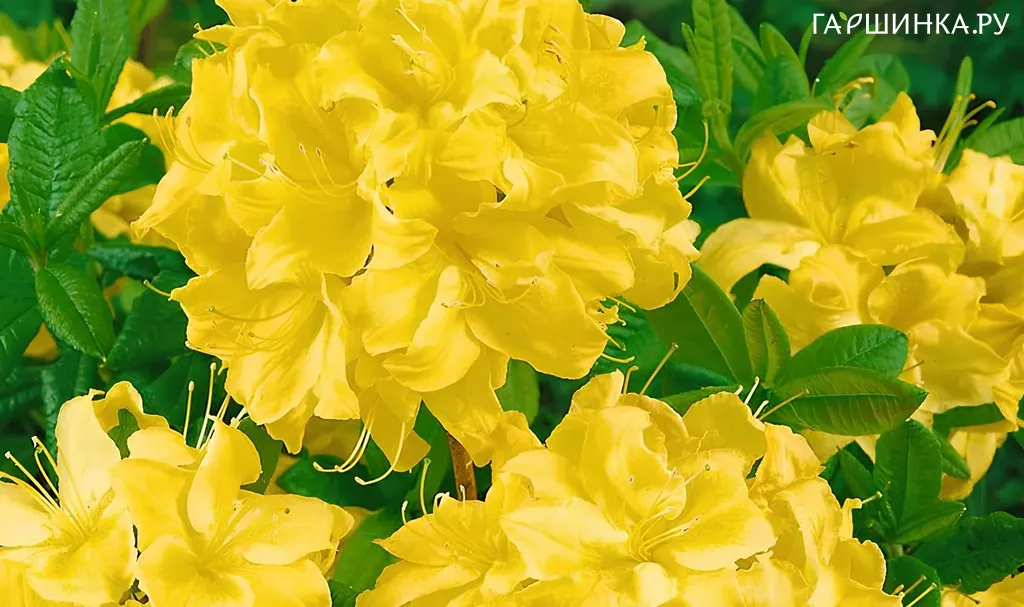 Рододендрон (Азалия) Сансет