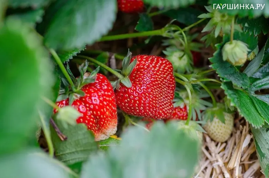 Клубника Венди