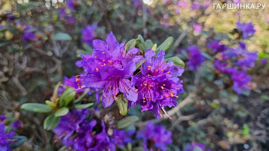 Рододендрон краснеющий