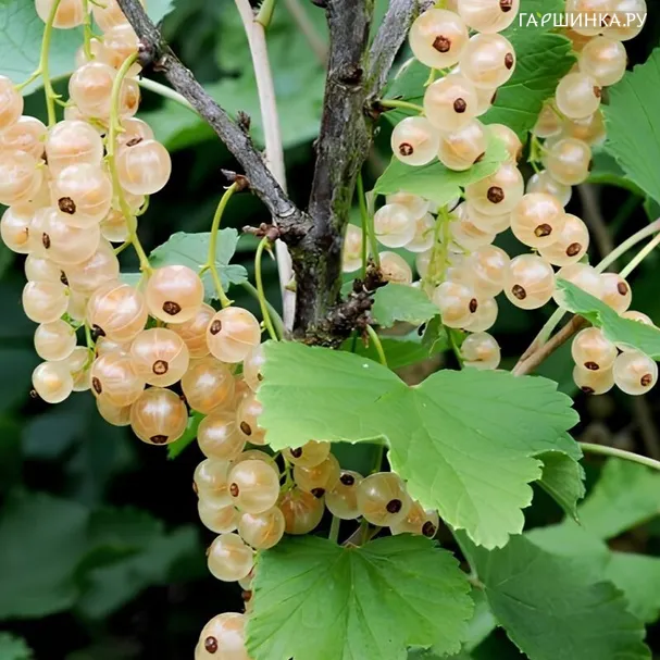 Смородина Голландская белая
