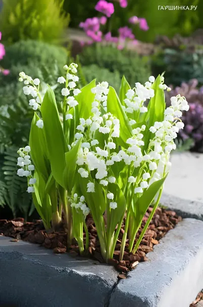 Ландыш Брайдал Чойс майский