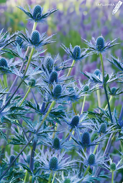 Синеголовник Биг Блю