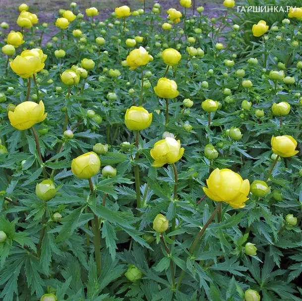 Купальница европейская