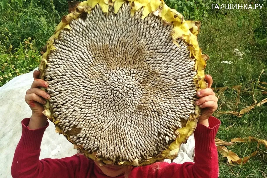 Подсолнечник Тараумара (Хольцера) 10 шт, Частная коллекция семян