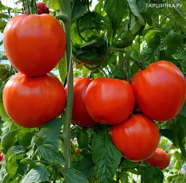 Томат Красное масляное сердце 10 шт, Частная коллекция семян