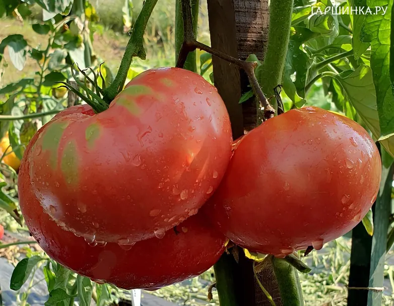Томат Лапоть 10 шт, Частная коллекция семян