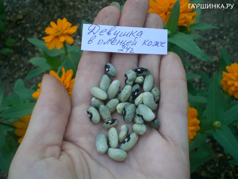 Фасоль Девушка в оленьей коже 6 шт, Частная коллекция семян