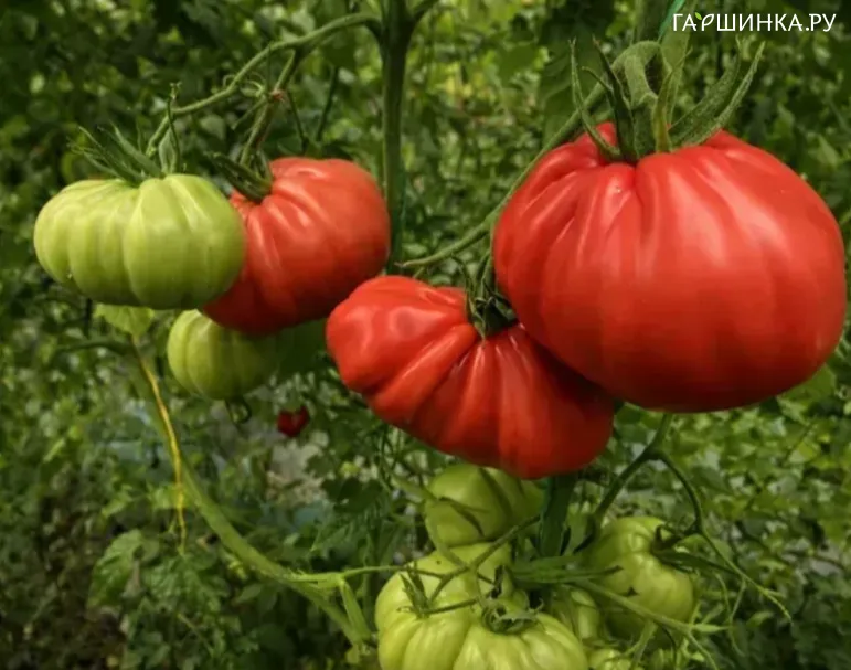 Томат Кунео 10 шт, Частная коллекция семян