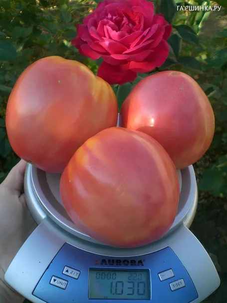 Томат Адонис 10 шт, Частная коллекция семян