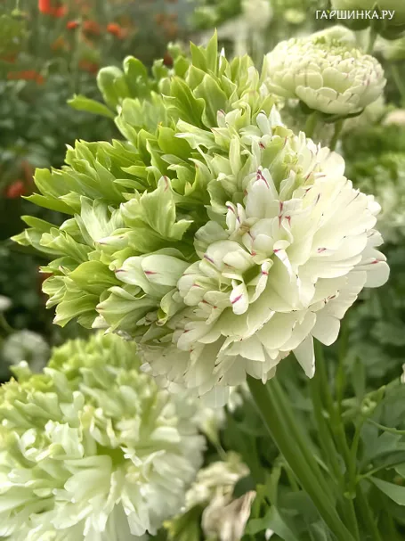 Ранункулюс Романс Краун Дживерни