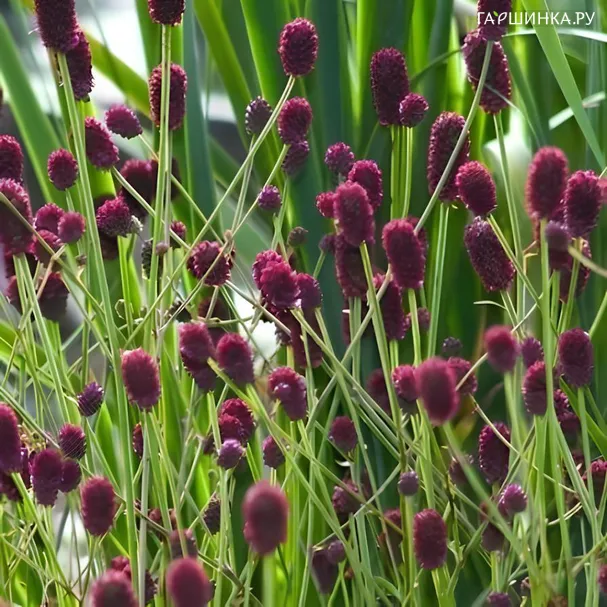 Кровохлебка Лум лекарственная