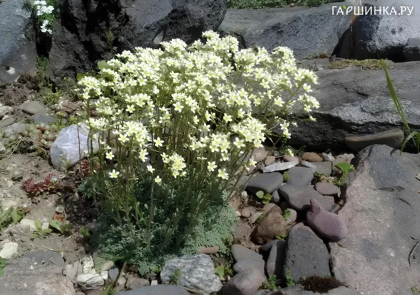 Камнеломка Кивикратт инструктированная