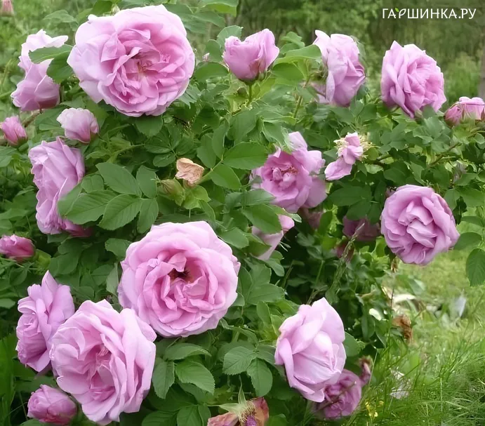 Роза Васагейминг канадская парковая